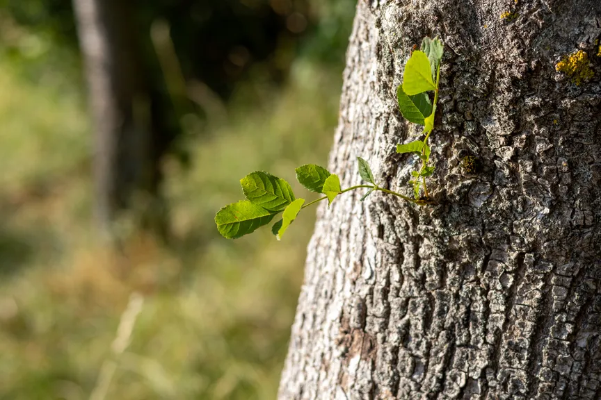 Tree expanding territory