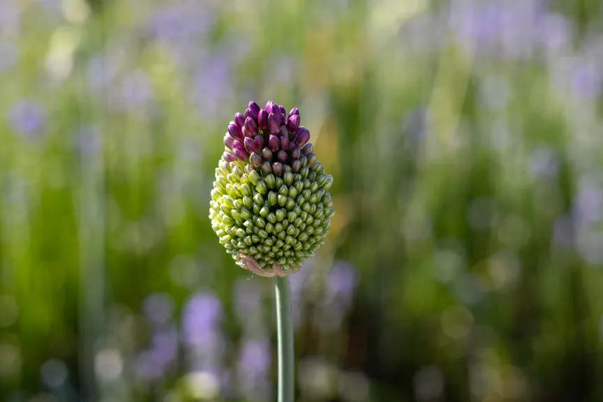 Flower about to open