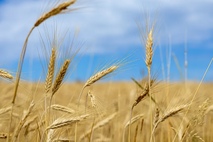 Wheat field