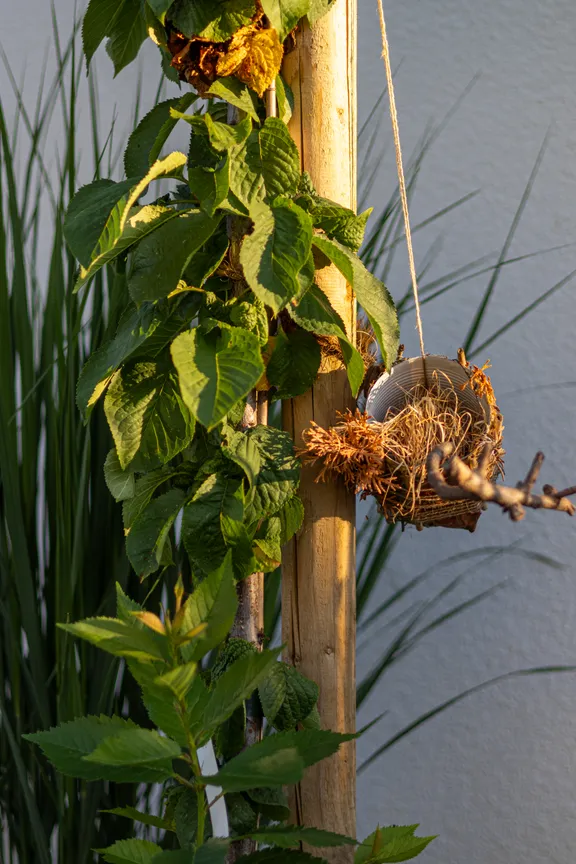 Improvised bird nest