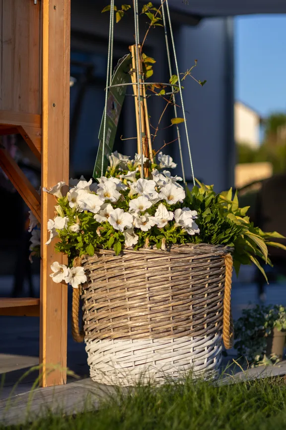 Flowers in a terrace