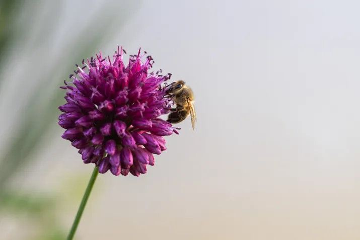 Bee doing it's job