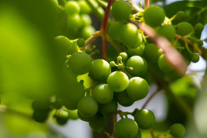 Wine kindergarden