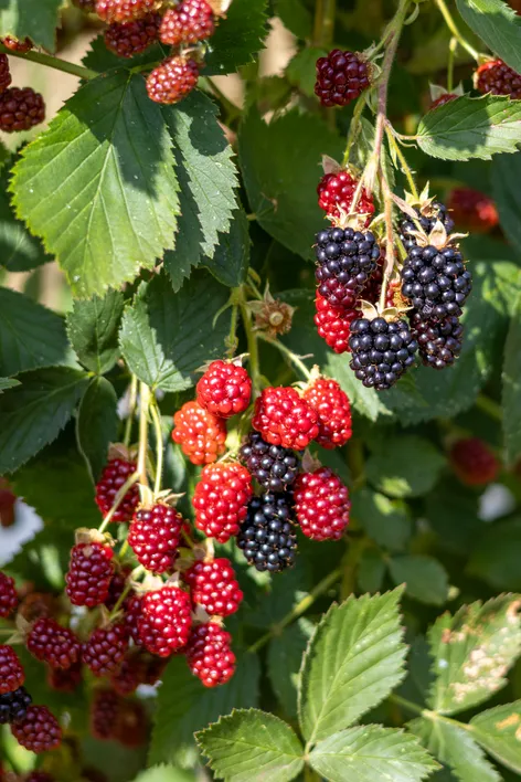 Bramble